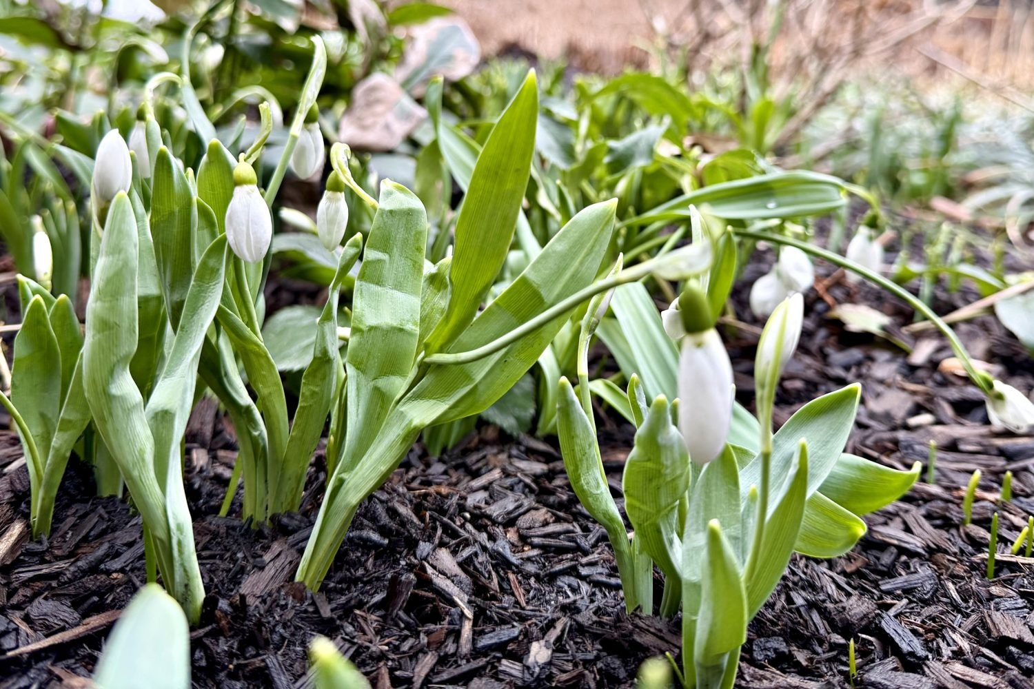 Snowdrops